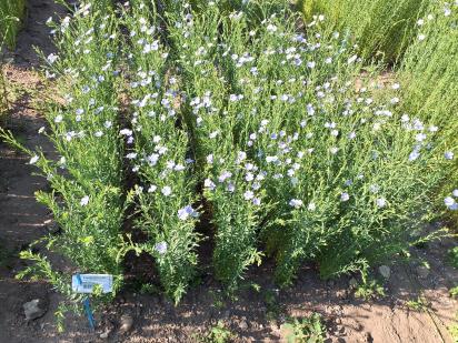 Click for 1 image(s) for this accession.